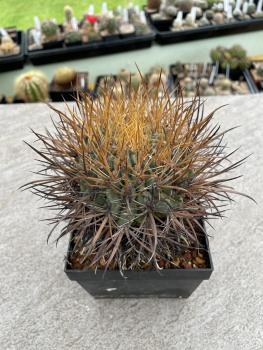 Ferocactus chrysacanthus